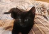 Bombay (black kittens)