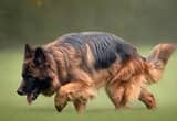 German shepherd stdu