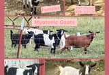 Registered Myotonic Fainting Goats