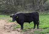 Black Angus bull