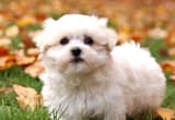 Gorgeous female Maltese