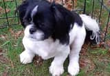 shih-tzu male puppy ckc