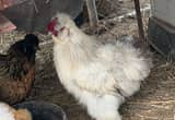 Silkie Roosters