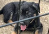 German Shepherd Puppies