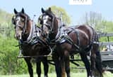 Percheron Draft Cross Team