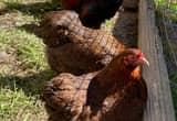 partridge cochin bantam hatching eggs