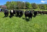 Black/ BWF Bred Cows
