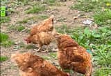 3 Isa Brown laying hens