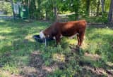 Hereford Bull