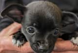 Beautiful Chihuahua puppies
