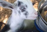 Pigmy Minature Goat