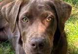 1 Yr Old Chocolate Labrador Retriever