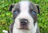 Pitbull puppies full blooded