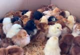 Chicks Many Breeds (Pullets/ Straightrun)