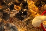 barnyard mix chicks, turkey and ducklings