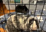 Two bonded bunnies