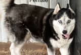 FREE Husky