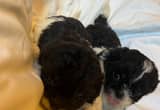 shih tzu/ pekingese babies