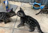 bengal kittens