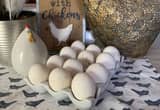 hatching polish eggs 🥚🥚🥚