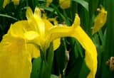 yellow iris - other colors available