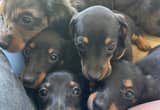 mini dachshund puppies only 2 left!