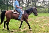 Arebian Horse, Gelding