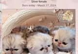 Persian Shaded Silver LH Exotic Kittens