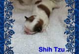 Shih tzu pups for adopation