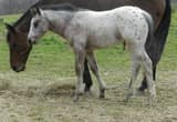 Homozygous Appaloosa colt