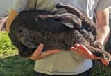 Purebred Flemesh Giant Rabbit Buck