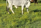 Brahman Cow & Calf