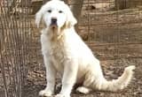 great pyrenees 2 girls 6 month old