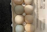 duck eggs for sale