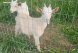 Goat bucklings
