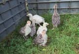 Turkey poults and Runner Ducklings