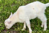 9 weeks old Saeen/ Alpine Goat