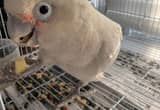 Cockatoo