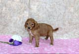 Fluffy Poodle mix puppy