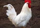 ISO: White leghorn Rooster