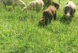 Babydoll Ewes, Ram, Lambs