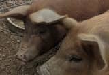 Chester white/ Duroc market gilt pig