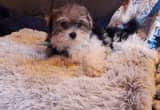 for sale party color female Yorkie puppy