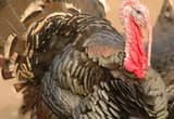 WANTED Heritage Purebred Bronze Turkeys