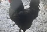 Black Australirp Roosters