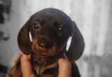 Mothers Day Dachshund puppy (