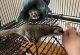 Sugar Glider Breeding Pair