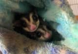 Sugar Glider Couple with Large Cage