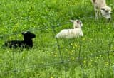 1 ewe mom with ewe and buck lambs