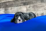 basset hound puppies!